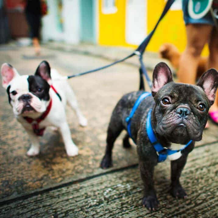 Cómo enseñarle a tu perro a caminar a tu lado