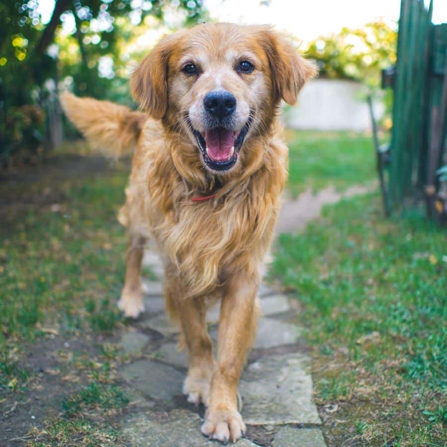 ¿En qué consiste el examen físico en perros?