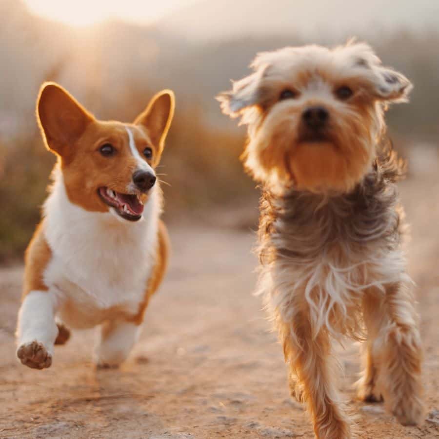 ¿Es posible entrenar a más de un perro al mismo tiempo?