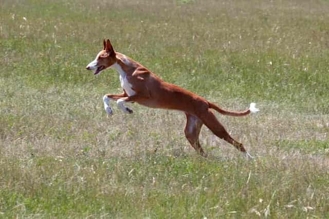 Podenco &#8211; Características y cuidados de la raza