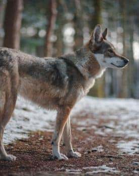 Perro lobo Checoslovaco