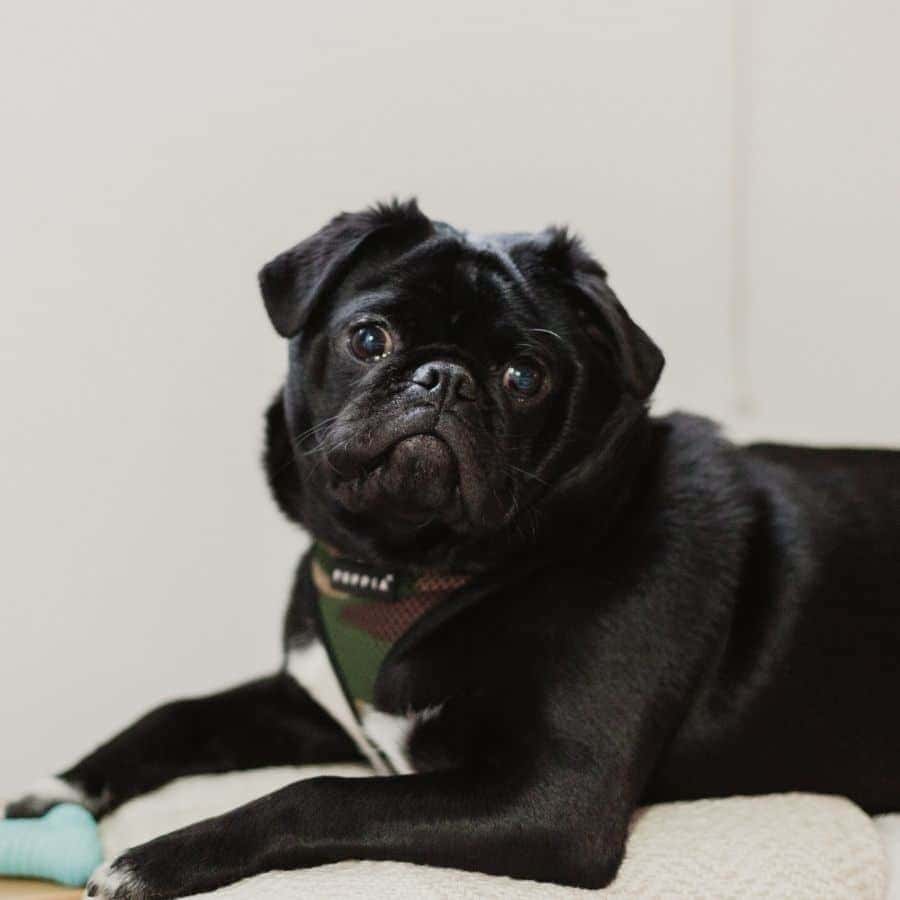 Tipos de vómitos en perros y cómo ayudarles