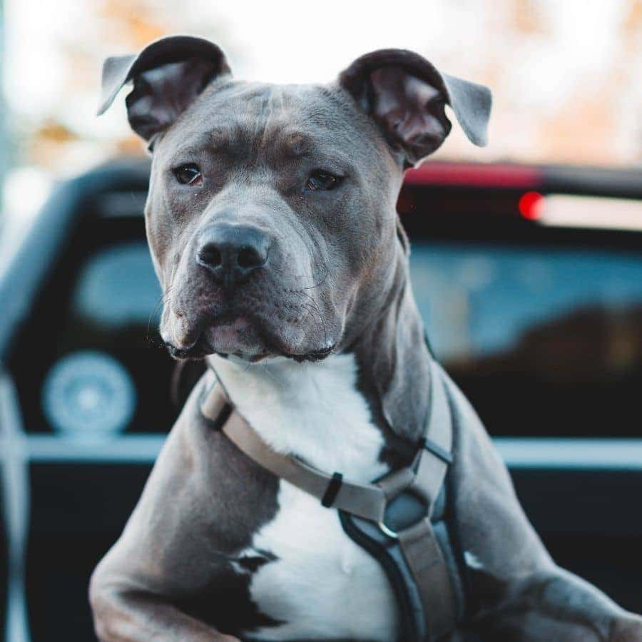 Cómo educar a un pitbull