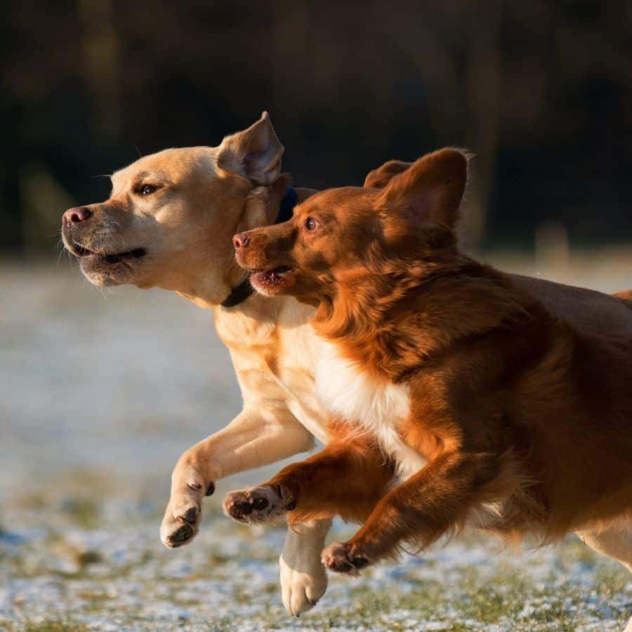 Como pasear con dos perros a la vez