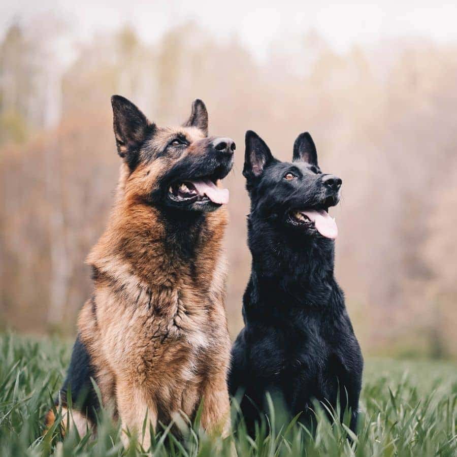 10 razas de los mejores perros pastores