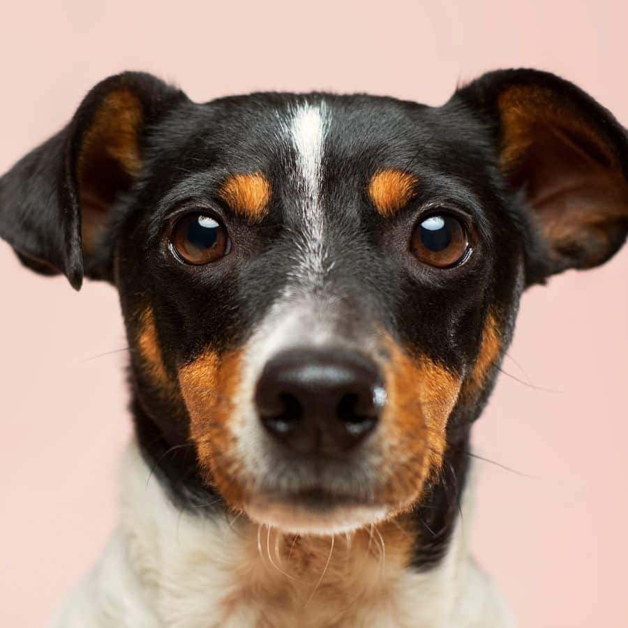 Razas de perros bodeguero
