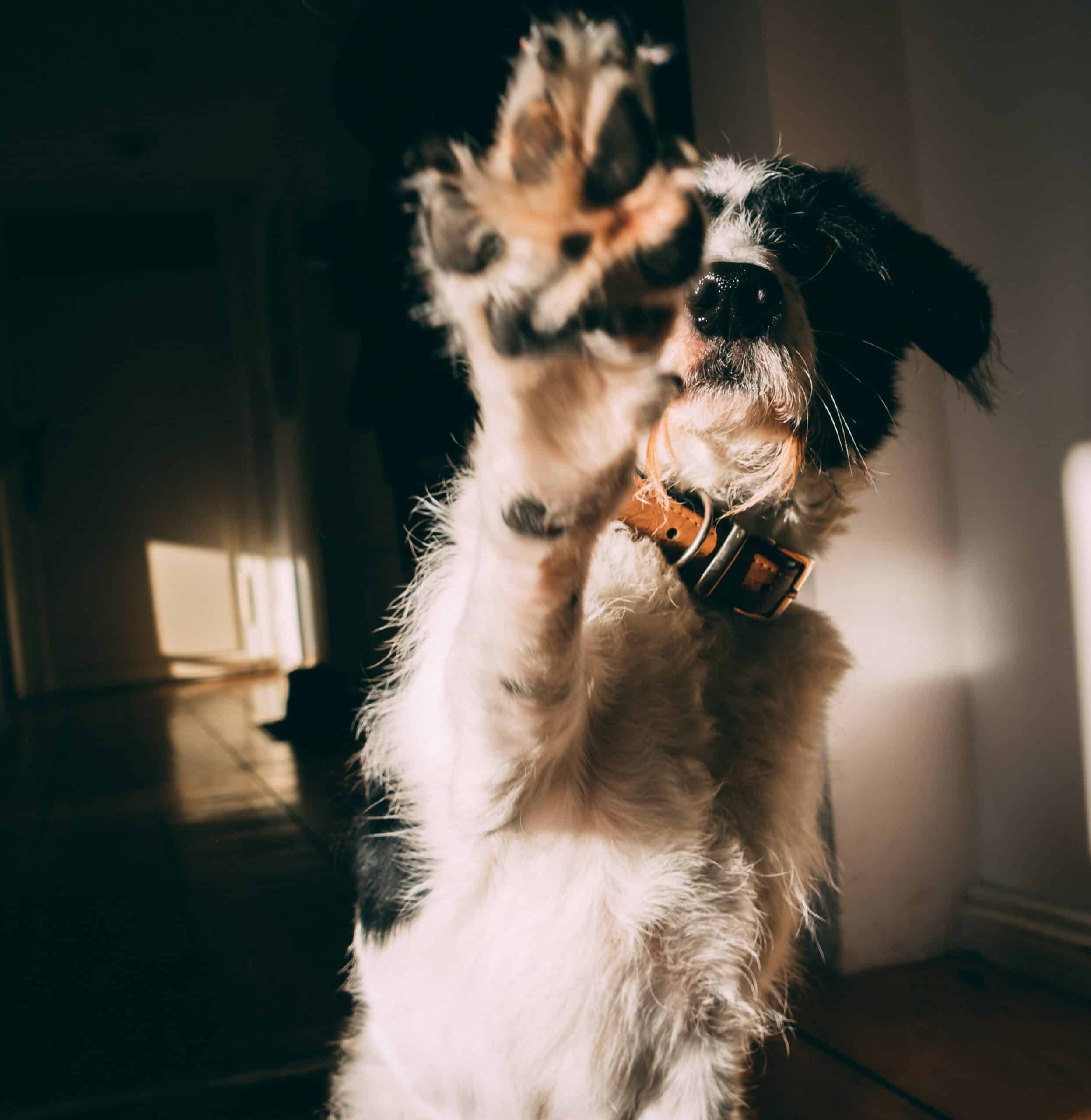 Cómo enseñar a tu perro a dar la pata