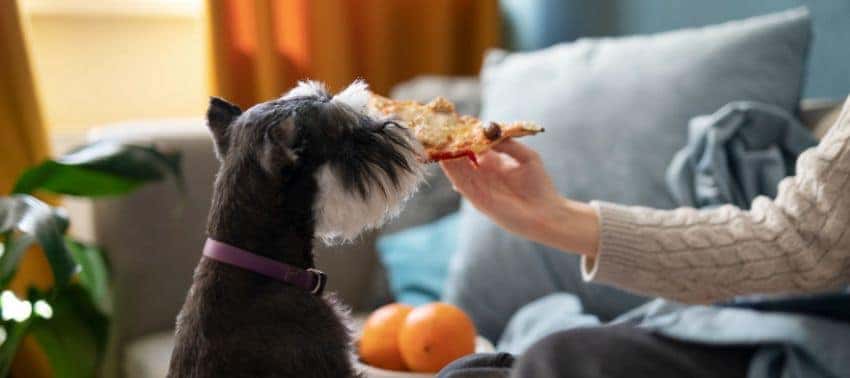 Conoce los alimentos que no pueden comer los perros