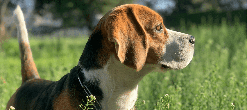 Cómo adiestrar a tu Beagle cachorro con éxito