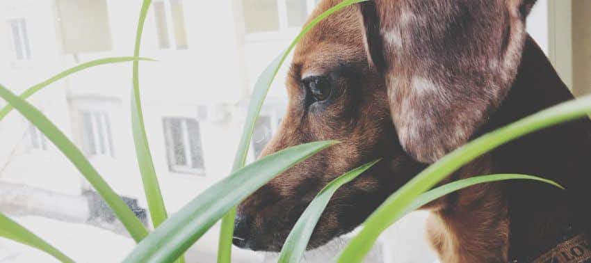 ¿Cómo proteger las plantas de los perros?