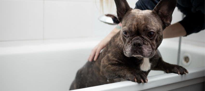 ¿Por qué los perros te acompañan al baño?