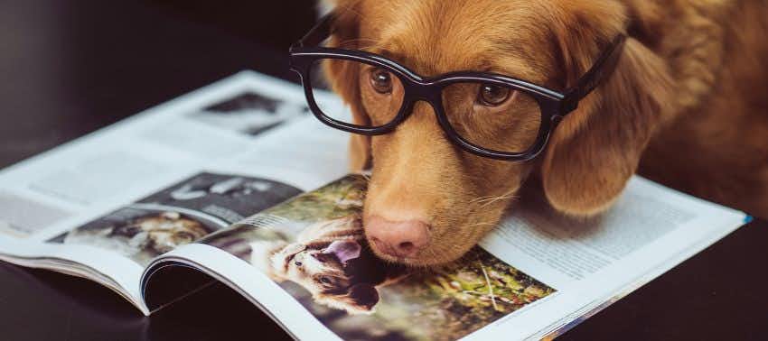 ¿Cuál es la raza de perro más inteligente? 7 razas que sorprenden con su astucia