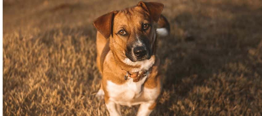 ¿Por qué mi perro me mira fijamente?