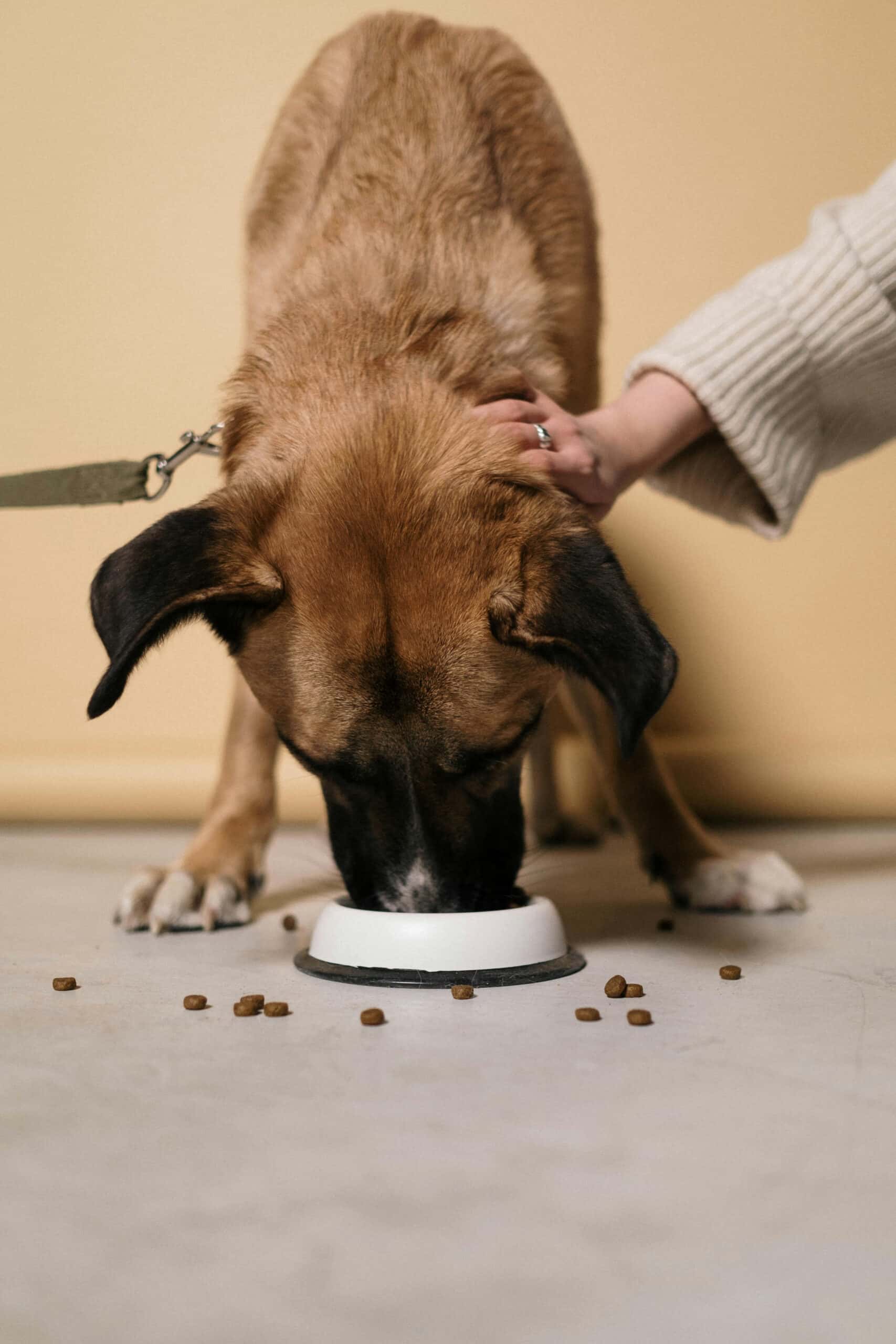 ¿Comida seca o húmeda? ¿Cómo tomar la mejor decisión para tu perro?