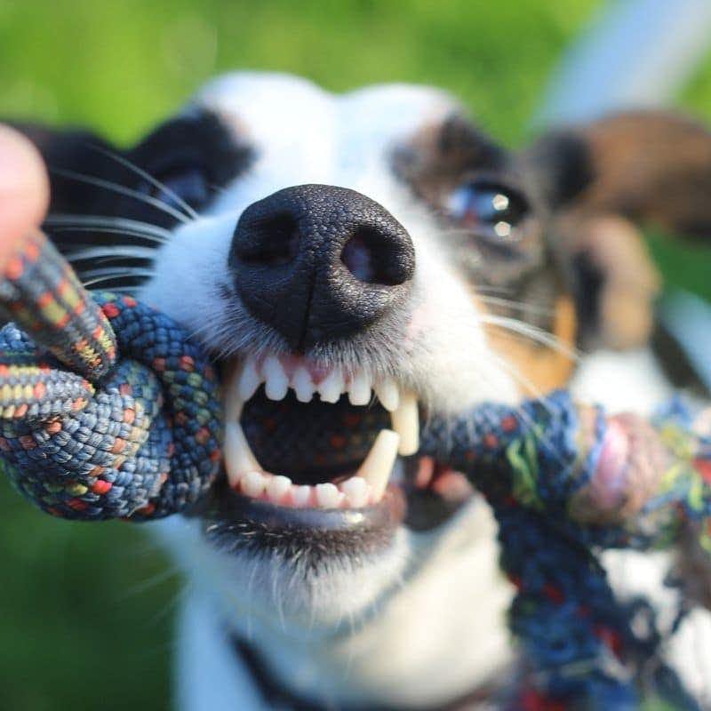 ¿Cuántos dientes tienen los perros?