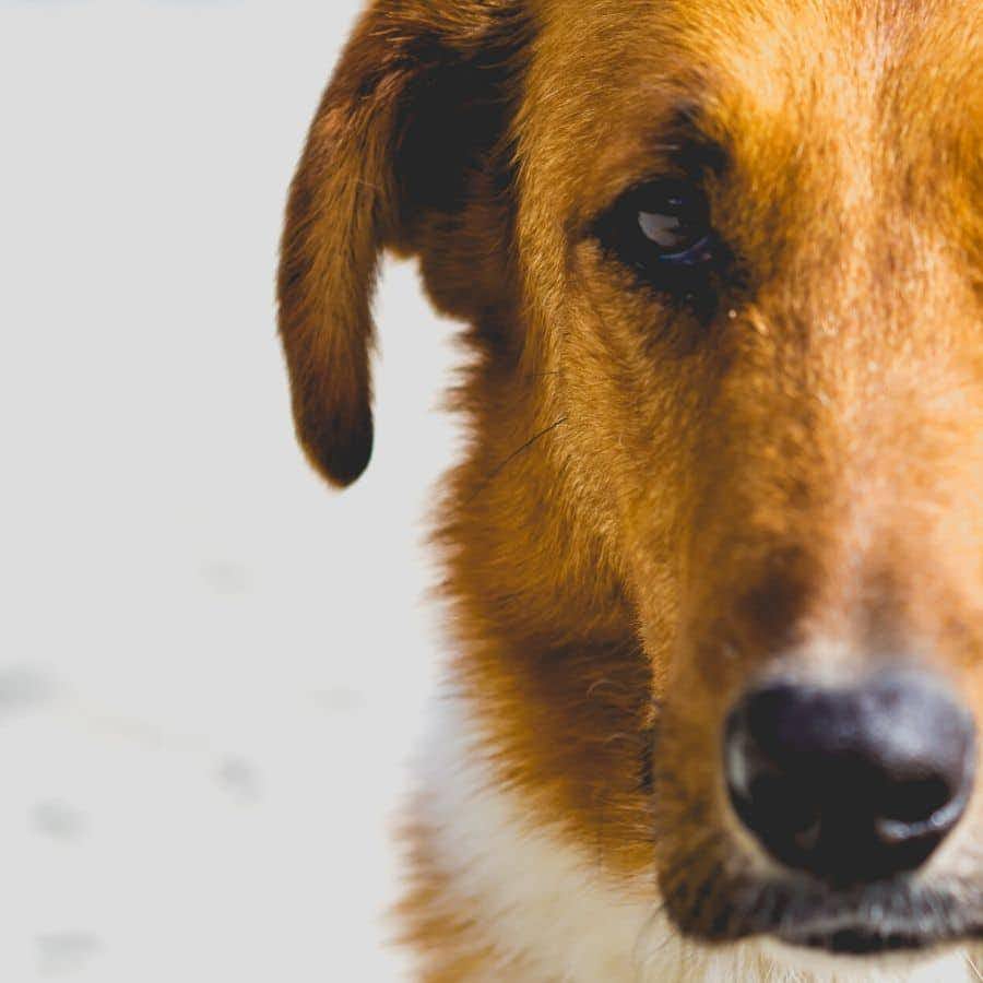 El tercer párpado en perros: todo lo que debes saber