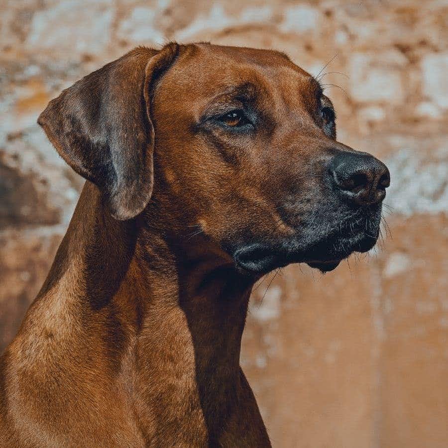 Enfermedades degenerativas en perros,  ¿Cuáles son y cómo proteger a mi perro?