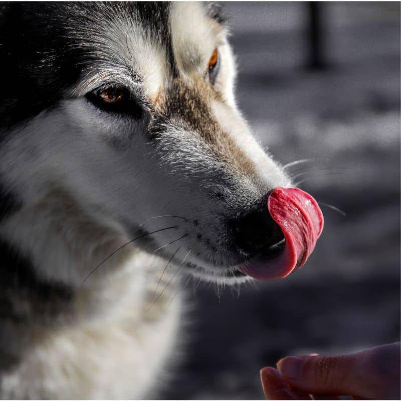 ¿Pueden los perros comer frambuesas?