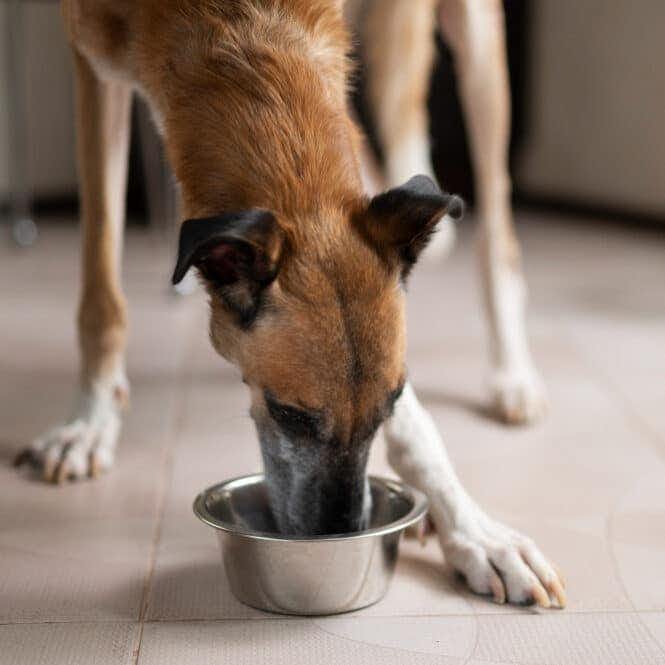Trucos para aumentar el apetito de los perros de forma fácil