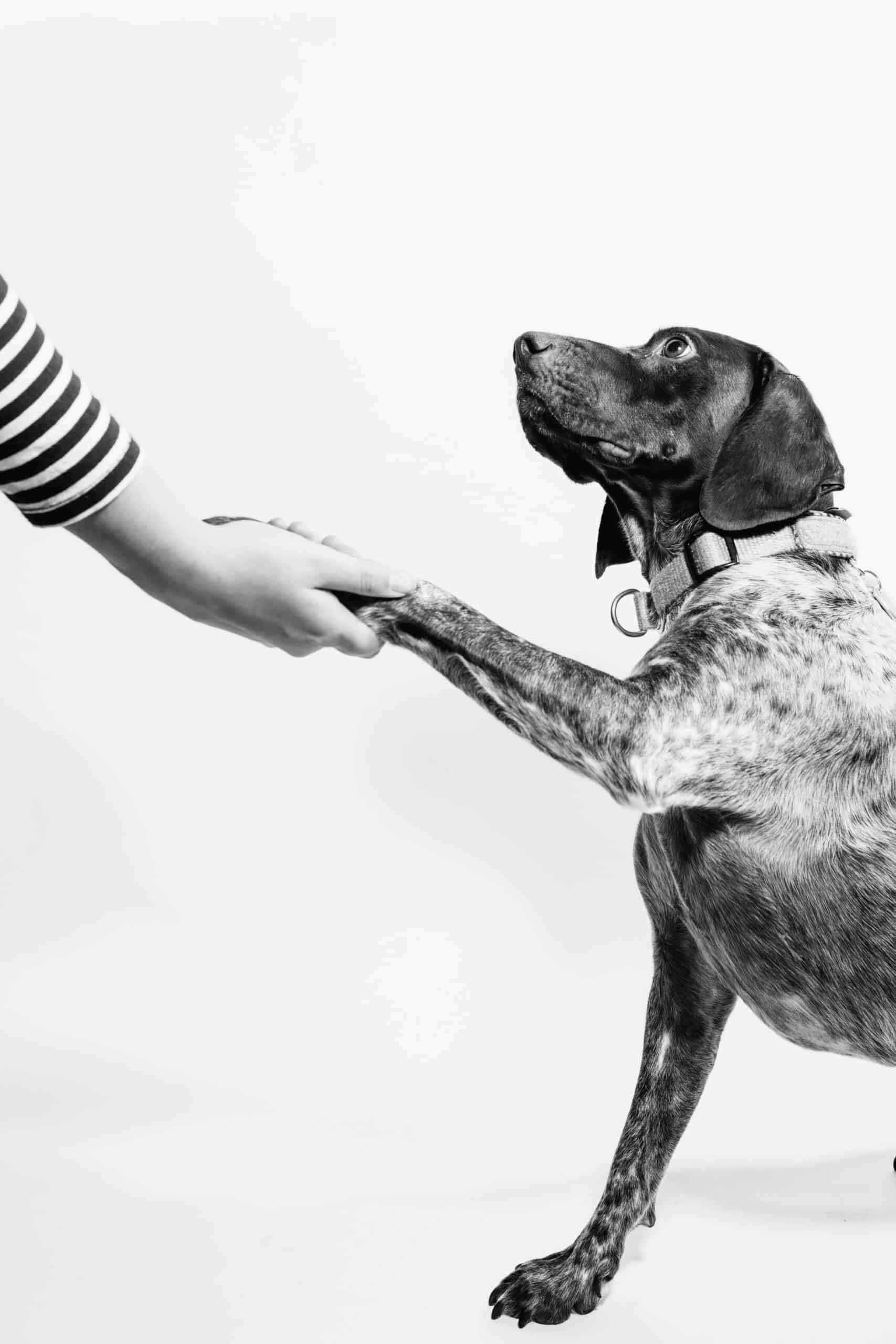 5 enfermedades comunes en perros mayores: qué hacer y cómo prevenir