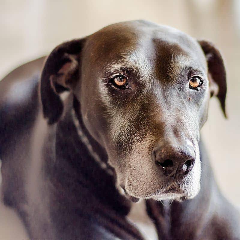 Insuficiencia cardíaca en perros: cómo diagnosticarla
