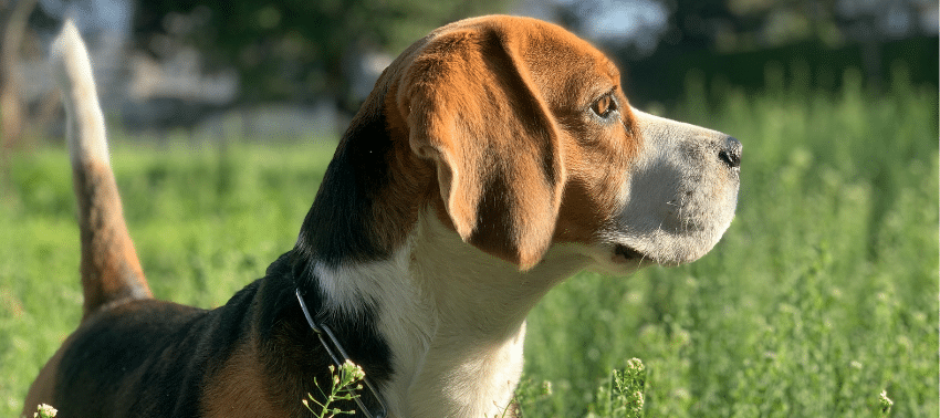 Cómo adiestrar a tu Beagle cachorro con éxito