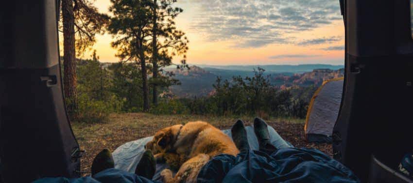 Camping con perros: cómo prepararse para la aventura