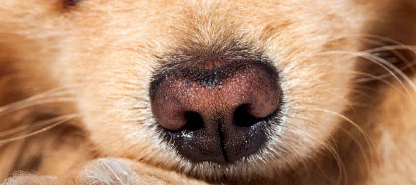 Para qué sirven los bigotes de los perros: una mirada al mundo canino