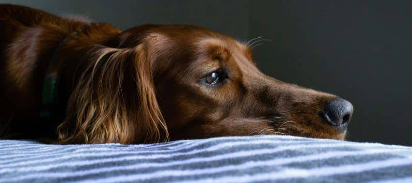 Depresión en Perros: señales de alerta y consejos de cuidado