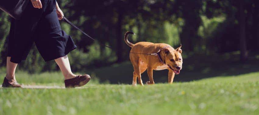 Senderismo con perros: cómo disfrutar de la naturaleza juntos